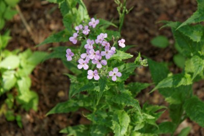 _MG_6770.jpg