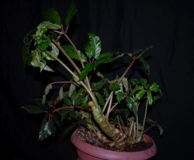 Begonia213 016yy.jpg