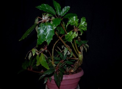 Begonia213 015yy.jpg