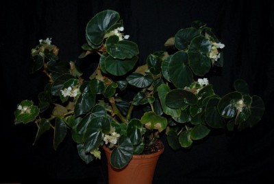 Begonia213 012yy.jpg