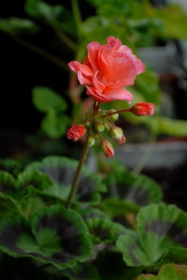 Pellis2013 121yy.jpg