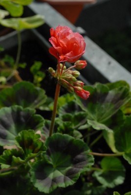 Pellis2013 113yy.jpg