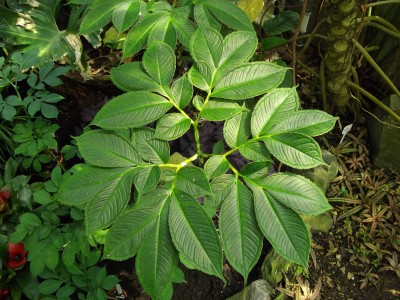 amorphophallus.jpg