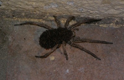 Spinne.jpg