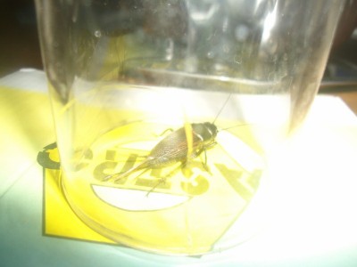 DSC05588 (800x600).jpg