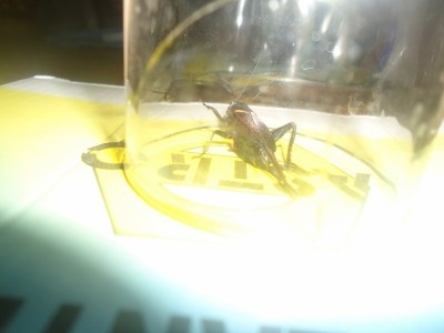 DSC05587 (800x600).jpg