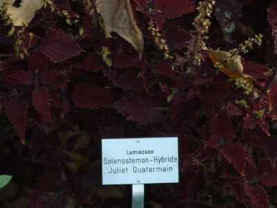 DSCF0636.JPG