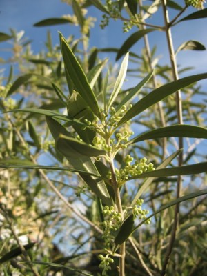 Olive 2.jpg