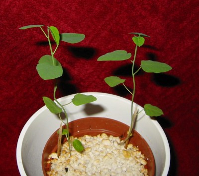 Passiflora caerulea 'Constance Elliot'1.jpg