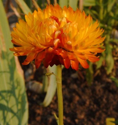 Strohblume_Siam_1818.jpg