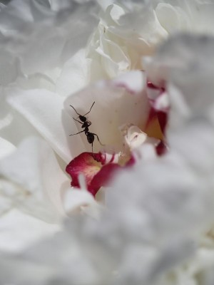 Pfingsrose mit Besuch.JPG