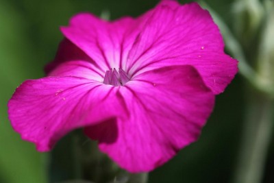 Silene coronaria.JPG