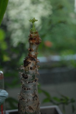 Jatropha213 009yy.jpg