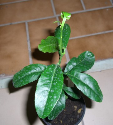 Limequats2.JPG