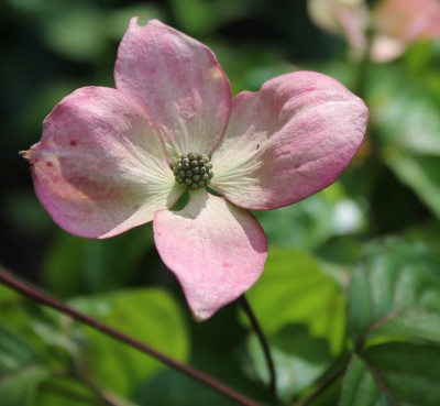 Blumenhartriegel Cornus kousa.jpg