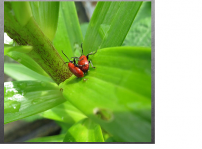 Puzzle Lilienhähnchen.png