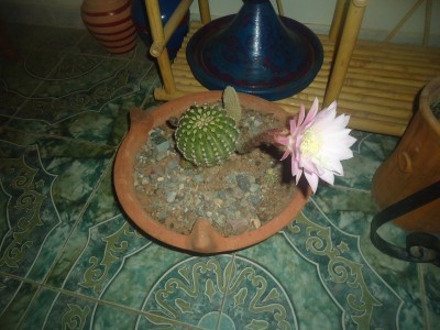 DSC05673 (800x600).jpg