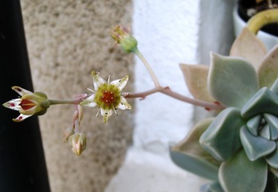 Graptopetalum.JPG