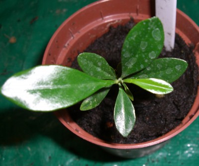 Kumquat (Fortunella margarita)3.JPG