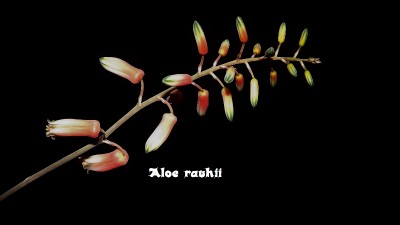 Aloe rauhii (800x450).jpg