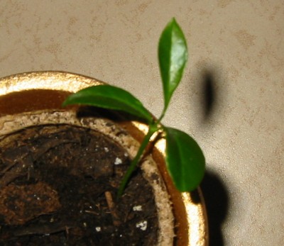 Kumquat (Fortunella margarita)2.JPG