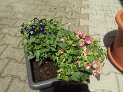 K800_20130615 Torenia fournieri2.JPG