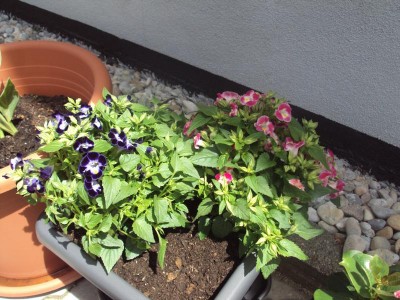 K800_20130615 Torenia fournieri1.JPG