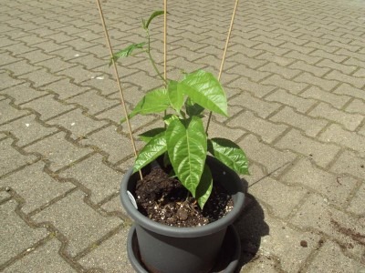 K800_20130615 Passionsblume.JPG