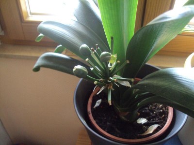 K800_20130615 Schwangere Clivie.JPG