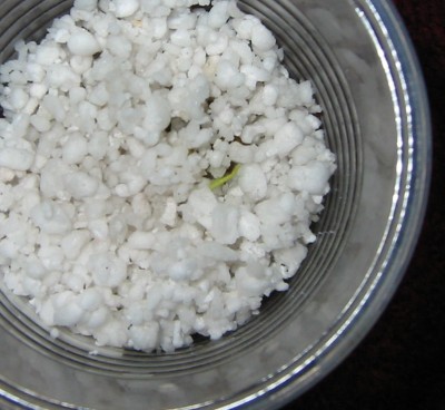 Kumquat (Fortunella margarita).jpg