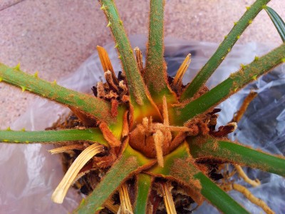 Cycas Caudex.jpg