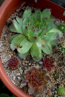 Crassulaceae213 025yy.jpg