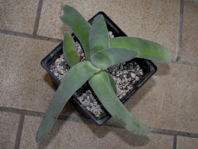 Crassulaceae213 024yy.jpg