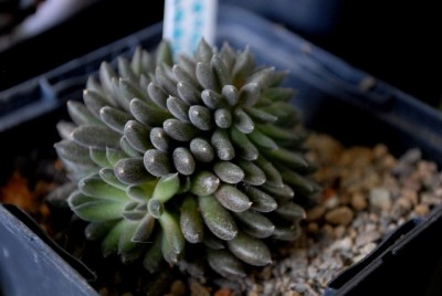 Crassulaceae213 023yy.jpg