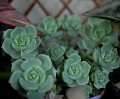 Crassulaceae213 022yy.jpg