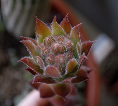 Crassulaceae213 020yy.jpg