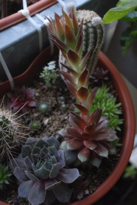 Crassulaceae213 019yy.jpg