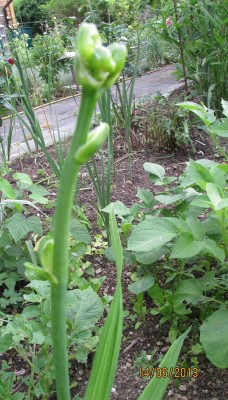 Garten 2013 030.jpg