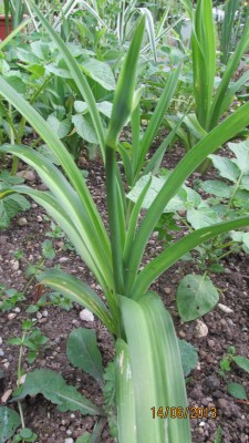 Garten 2013 029.jpg