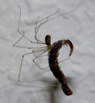 Spinne erlegt Tausendfüßler.jpg