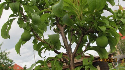 Garten 2013 028.jpg