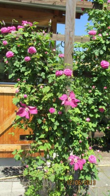 Garten 2013 005.jpg