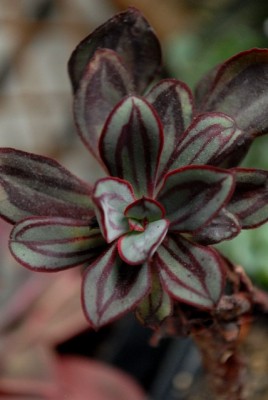 Crassulaceae213 033yy.jpg