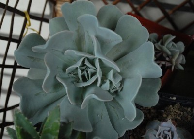 Crassulaceae213 031yy.jpg