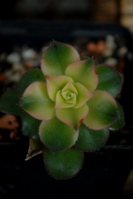 Crassulaceae213 030yy.jpg