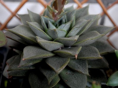 Crassulaceae213 027yy.jpg