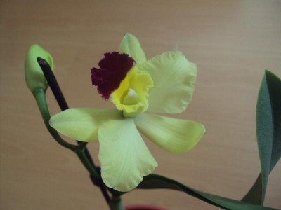 K800_20130616 Cattleya2.JPG