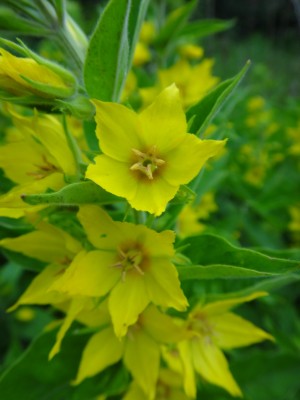 DSC00832 (Kopie).JPG