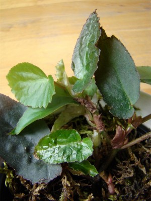 Begonia pulchella_2.JPG