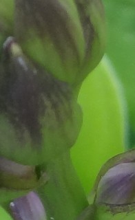 DSC00838 (1). (Kopie).JPG